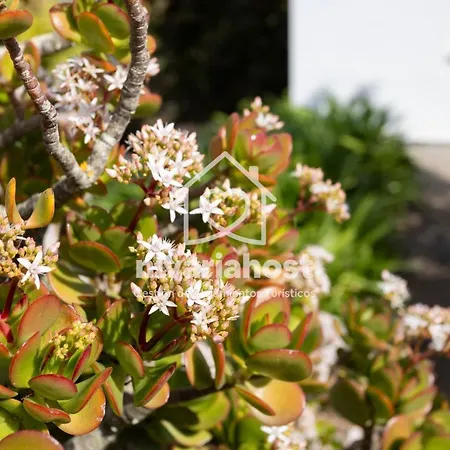 Tegas: Tacoronte, By Nivariahost Holiday home Tacoronte